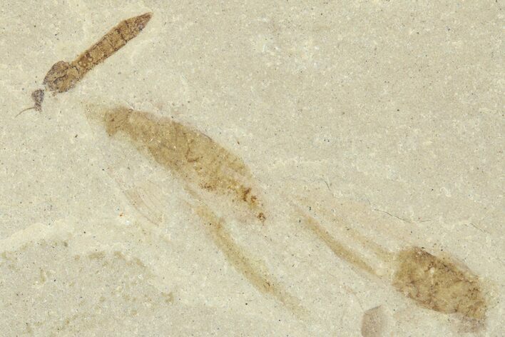Detailed Crane Fly (Tipulidae) Fossil - Green River Formation #360224